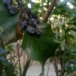 ORegon grape leaf with berries