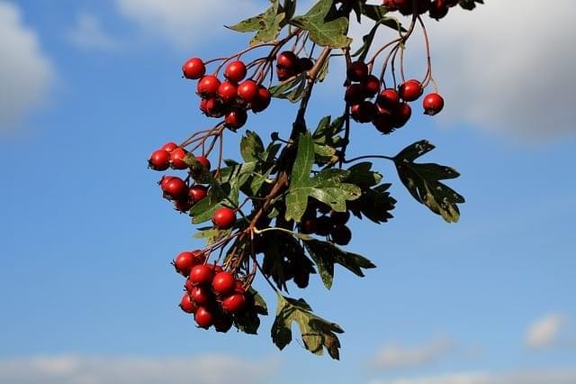 Hawthorn: Energetic Properties and Use