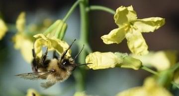 Bee and Broccoli Flower