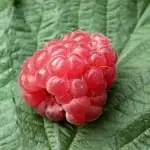 raspberry herbal magic