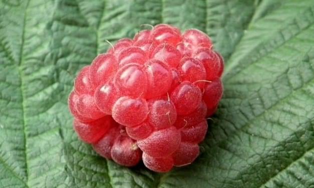 Raspberry Magic in the Garden and Farm: A Story of Creativity, Change, Connection