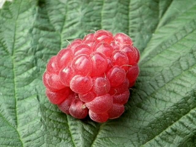 raspberry herbal magic