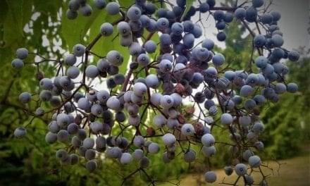 Anthocyanins in Elderberry – How It Works