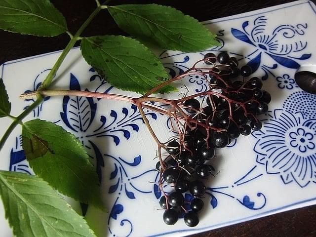 Elderberry Syrup – Vital Tool for Flu Prevention – A Clinical Memory