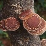 herbalism-podcst-jeff-chilton-mushrooms