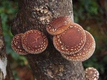 herbalism-podcst-jeff-chilton-mushrooms