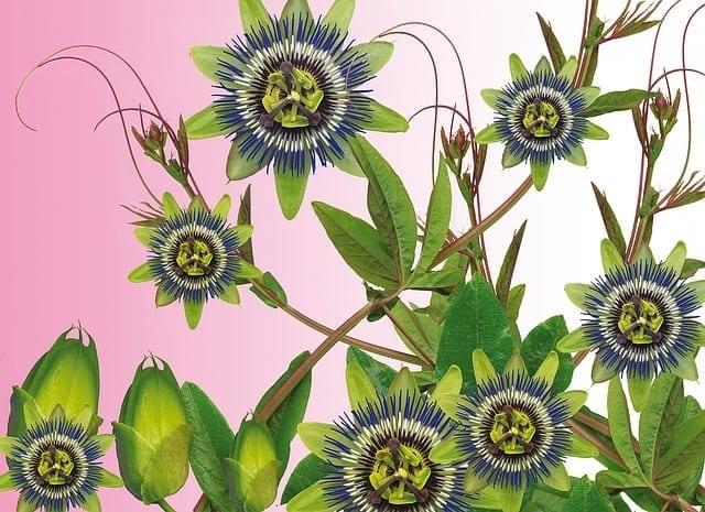 Passionflower Energetics and Uses