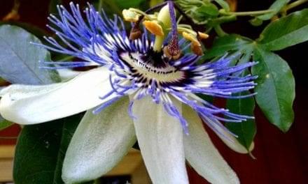 Anxiety Reducing Effects of Passionflower – How It Works