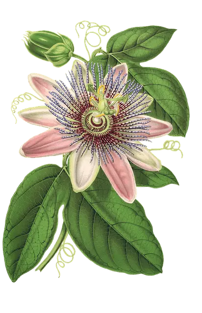 Passionflower – Western Clinical Formulas
