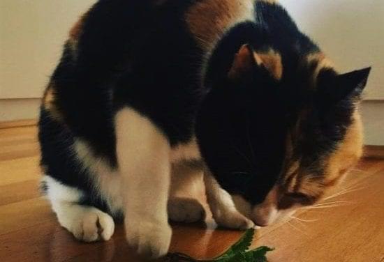 Herbal First Aid for Cats – Catnip
