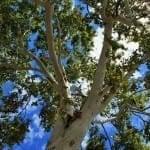 Cottonwood Poplar Ballm of Gilead Herbal Remedy Tree