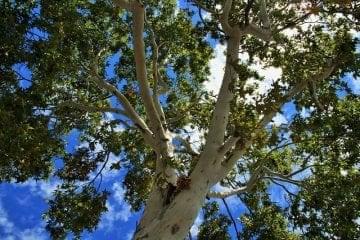 Cottonwood Poplar Ballm of Gilead Herbal Remedy Tree