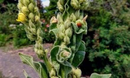 Breath Deep with Cough Reducing Mullein