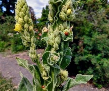 Breath Deep with Cough Reducing Mullein