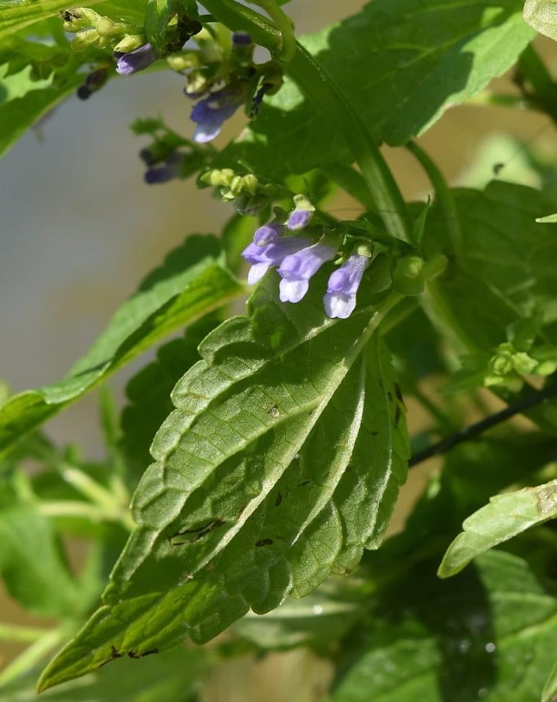 Skull Cap Flowers