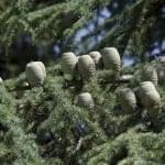 Atlas Cedar branch and young cones