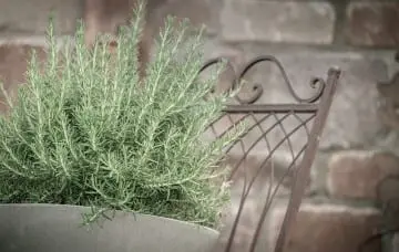 potted rosemary on table near metal patio chair