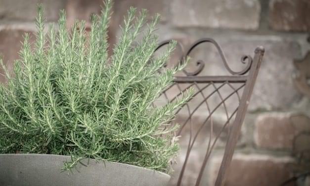 Rosemary Energetics: Digestive, Anxiety, Cleansing Herbal Remedy