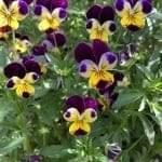 many violets close up, viola tricolor