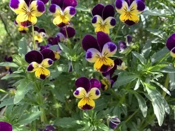 many violets close up, viola tricolor