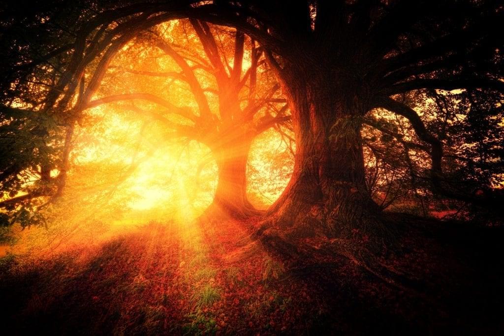 sun shining through trees