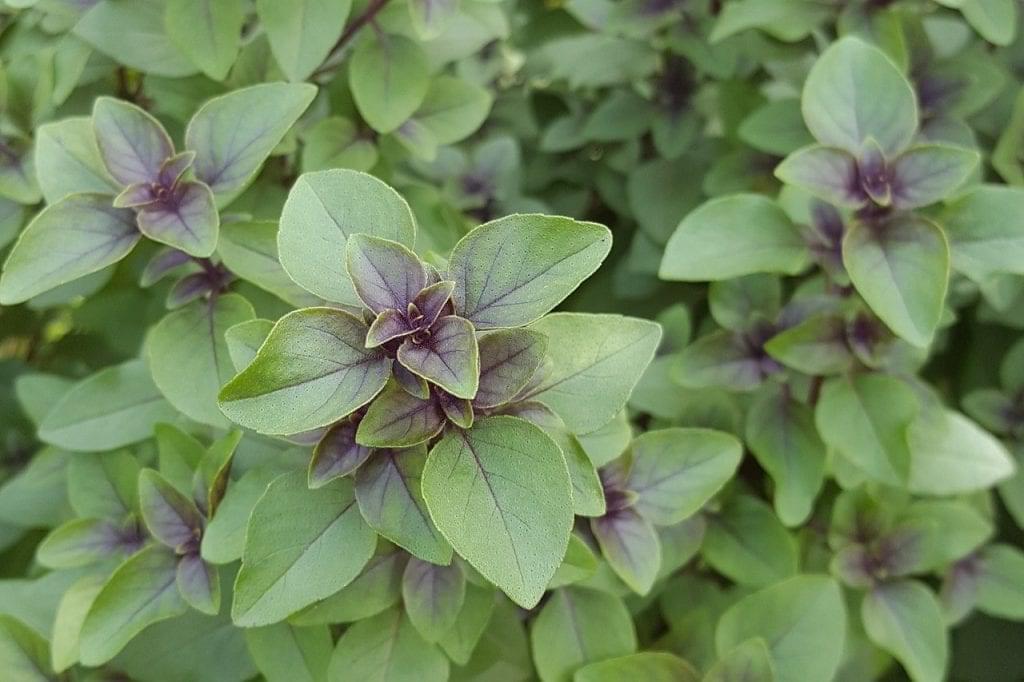 Tulsi, Holy Basil, plants top down