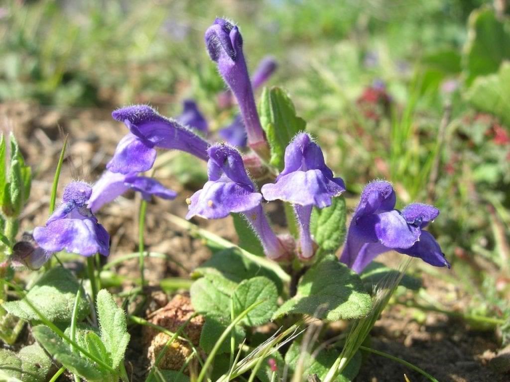 Scullcap, Scutellaria tuberosa flowering