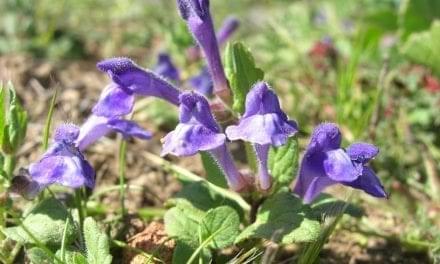 Skullcap as a Home Remedy: Links, Videos, Learning and Use