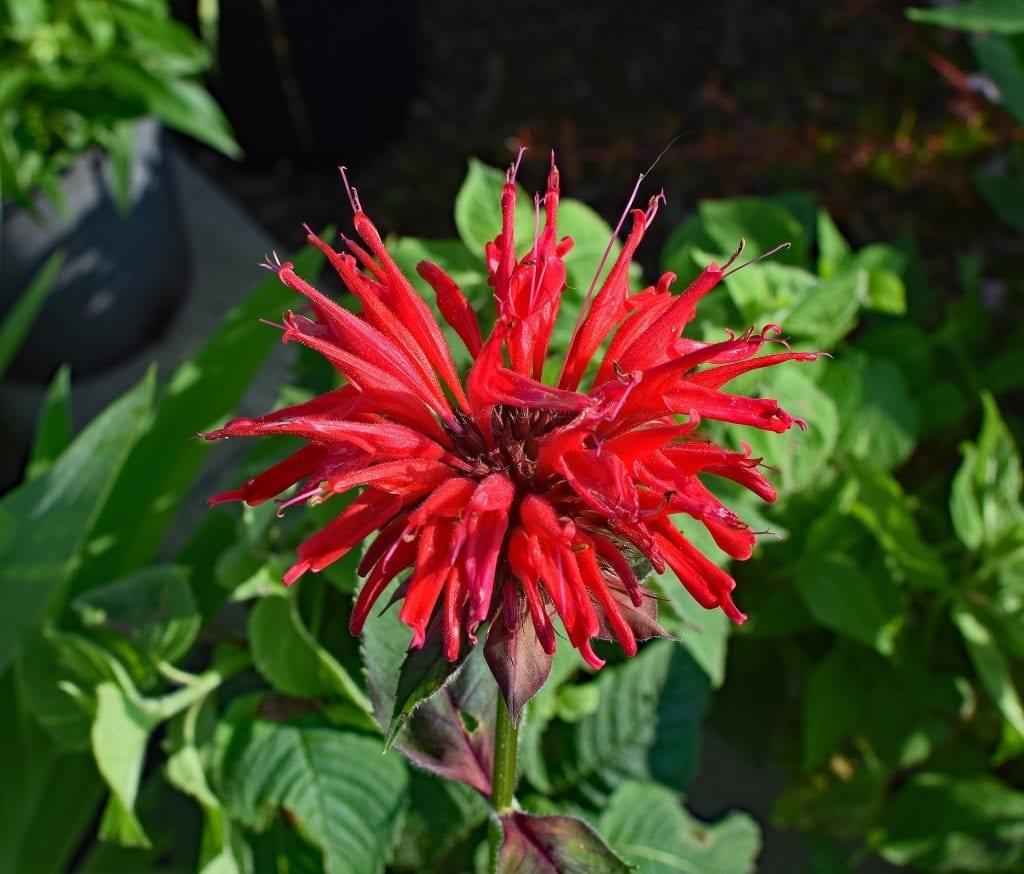 Bee Balm blossom with leaves in background. Monarda spp.