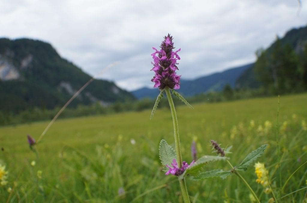 Wood Betony in field stachys officinalis or betonica officinalis