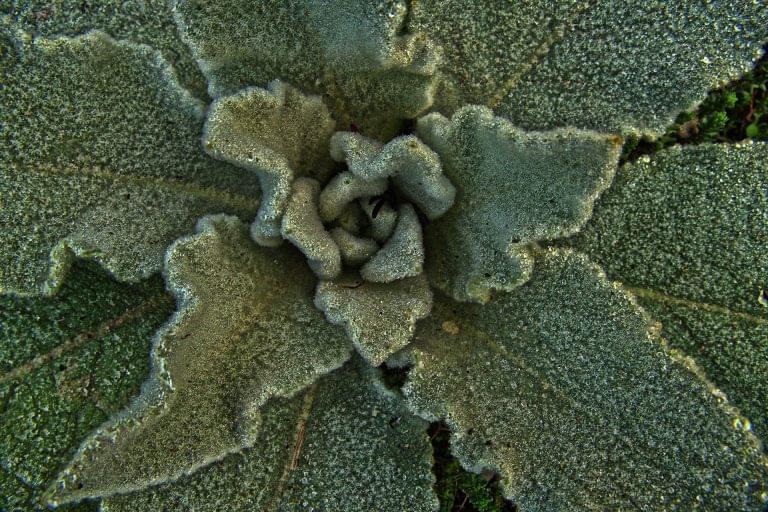 close up of mullein plant top-down view