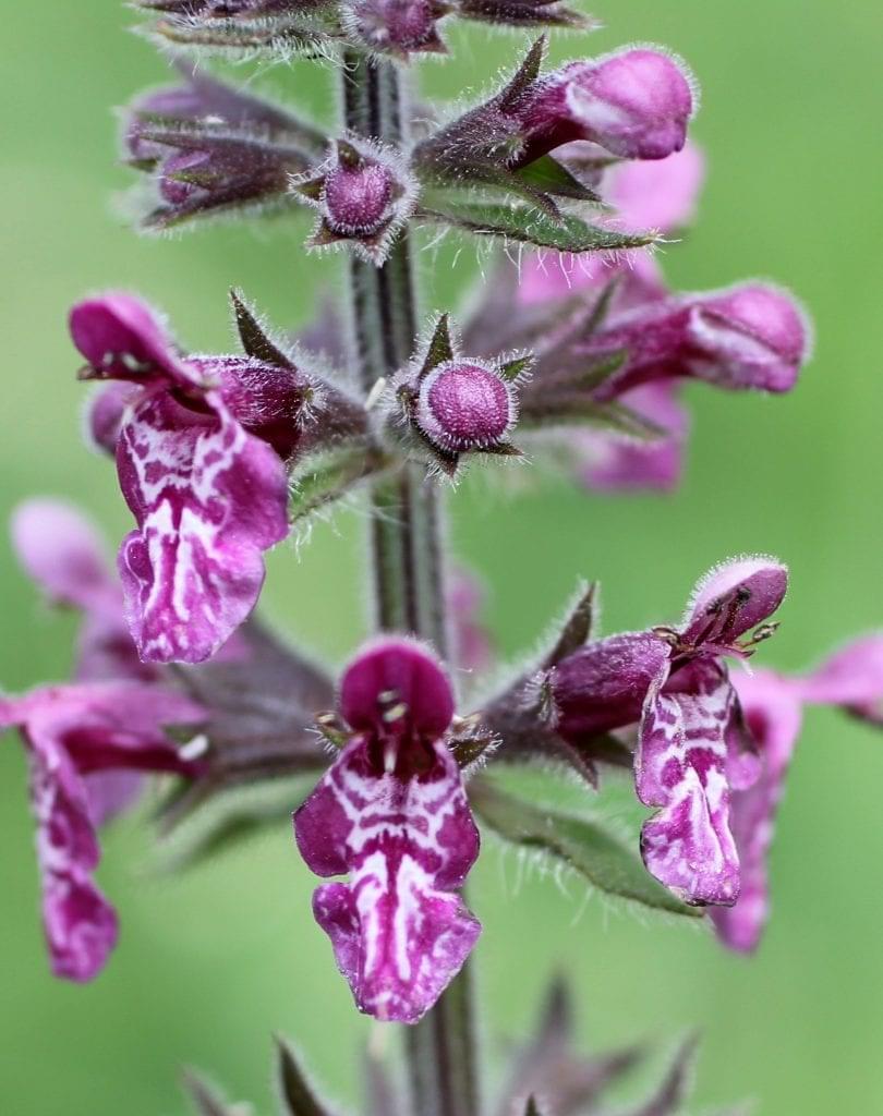 Wood Betony blossom, up close