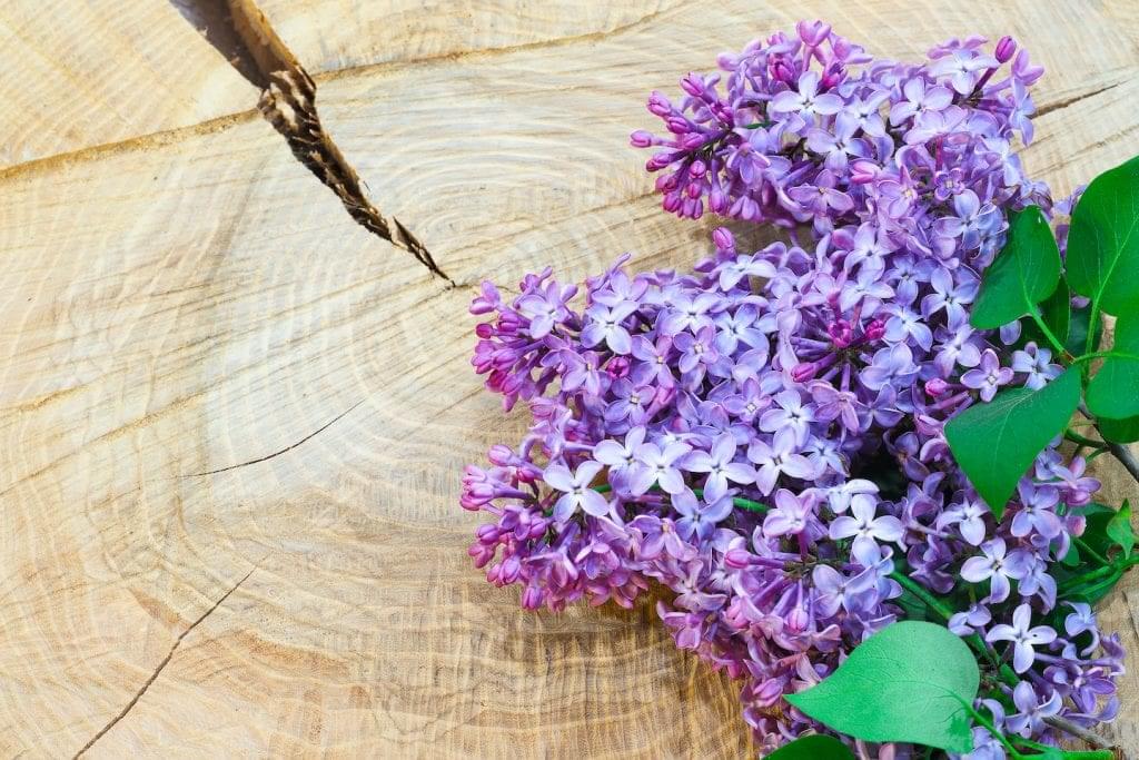 lilac on tree stump