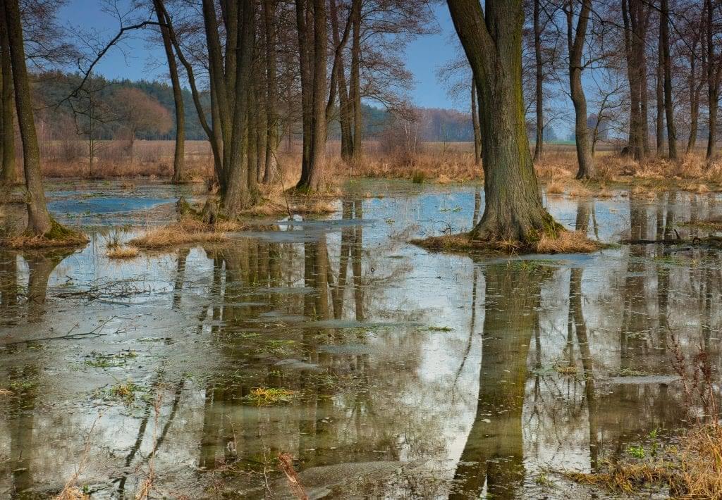 cottonwood trees in thawing meadow