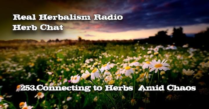 Chamomile Field in background Real Herbalism Radio show 253.Connecting to Herbs with Rebecca Ingalls Herb Chat