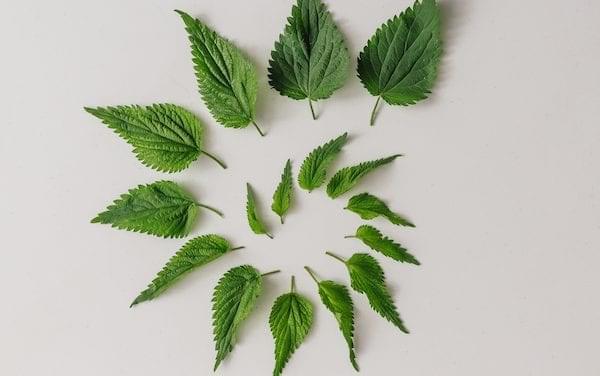 Nettle Magic for Selfcare and Nurturing the Body