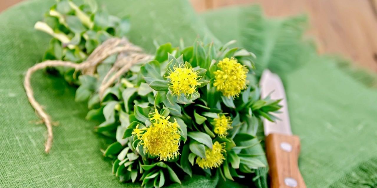 Rhodiola rosea Herbal Home Remedy for Stress Relief