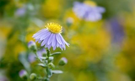 Aster Herbal Properties and Uses: Garden Respiratory Remedy