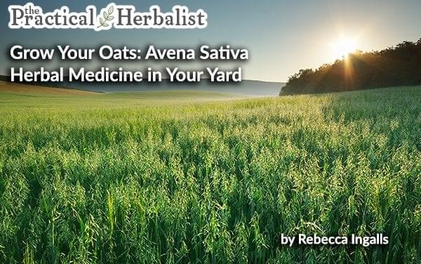 Sow Oats and Reap Rewards: Grow and Harvest Avena Sativa, Milky Oats