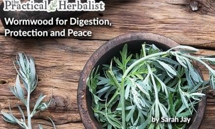 Wormwood Artemisia spp for Digestion, Protection, and Peace