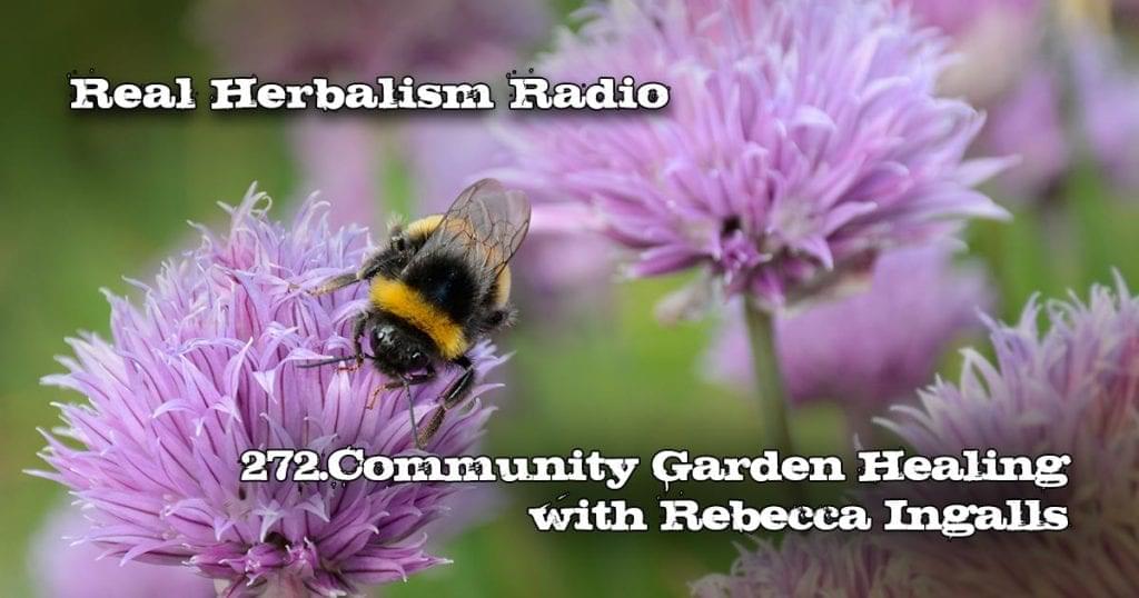 Bumble bee on chive flower Real Herbalism Radio show 272.Community Garden Healing with Rebecca Ingalls