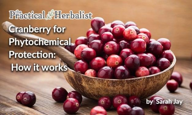 Cranberry for Phytochemical Protection: How it works