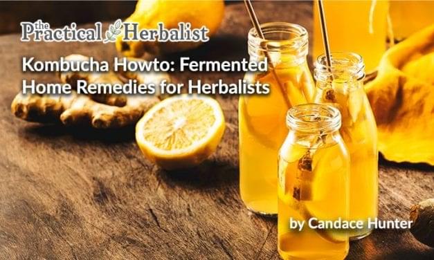 Kombucha Howto: Fermented Home Remedies for Herbalists