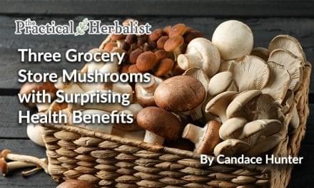 Three Grocery Store Mushrooms with Surprising Health Benefits