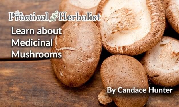 Medicinal Mushrooms: Learn about Health Benefits and Use.
