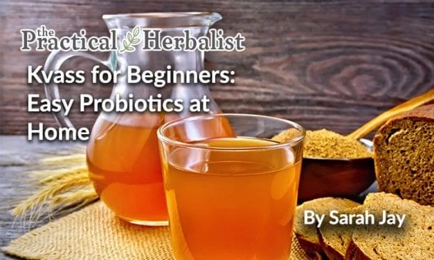 Kvass for Beginners: Easy Probiotics for Digestion and Immunity