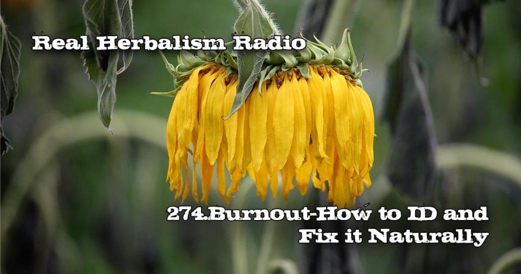 Wilted calendula flower in field 274.Burnout-How to ID and Fix it Naturally Real Herbalism Radio