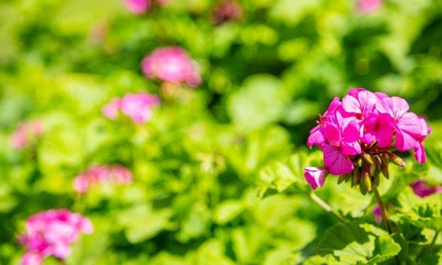 Umckaloabo, Rose Geranium, and Geranium Herbal Remedies