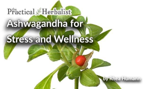 Ashwagandha Medicinal Properties for Stress and Wellness