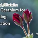 Rose Geranium for Uplifting Relaxationby Sarah Jay